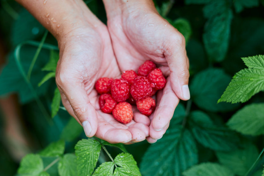 フランボワーズを持つ手