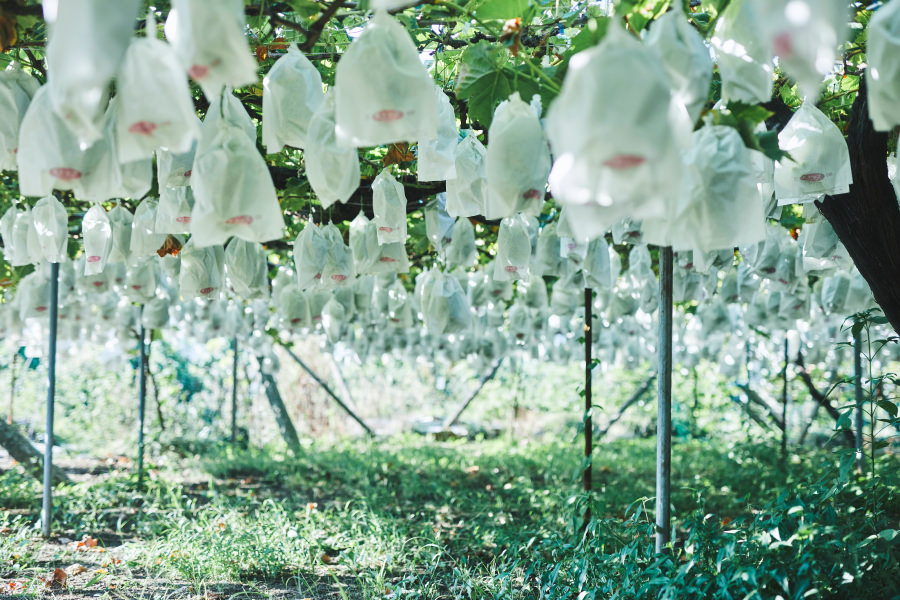 マスカット農園