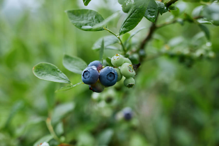 ブルーベリーが生っている様子