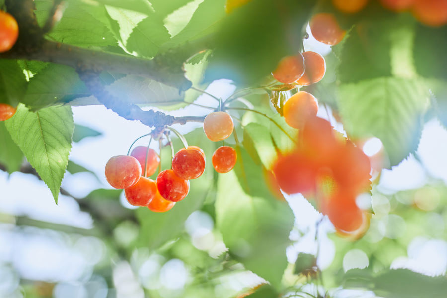さくらんぼが生っている様子